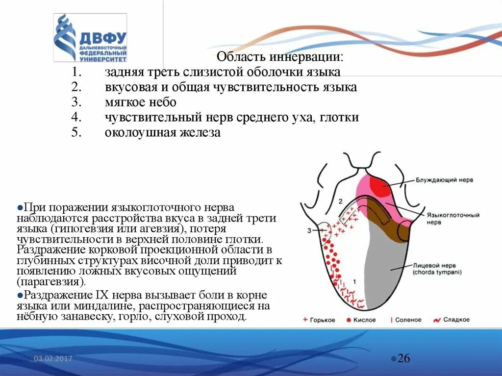 Какие нервы иннервируют язык. Какие нервы иннервируют язык