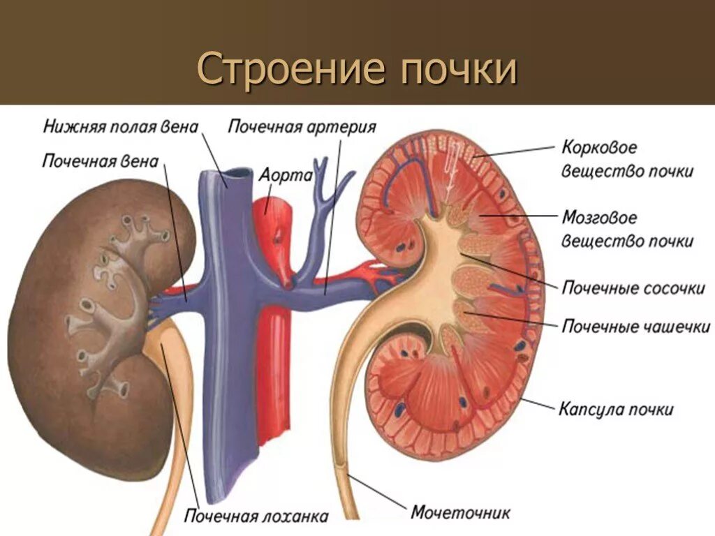 Мочевыделительная система и кожа 8 класс тест. Схема строения почки человека. Строение почки человека анатомия. Почка с обозначениями. Строение почки рисунок.