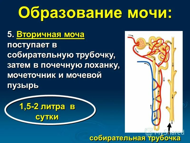 Из почечной лоханки моча поступает. Где образуется первичная и вторичная моча. Процесс образования вторичной мочи. Механизм образования вторичной мочи. Вторичная моча процесс образования.