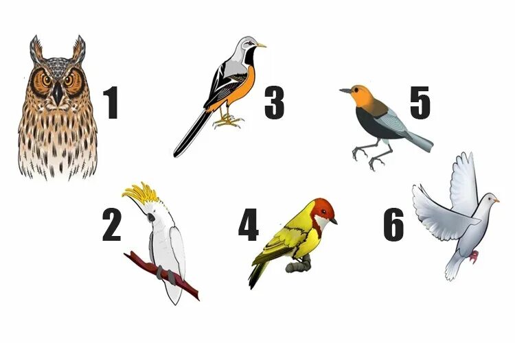 Тест про птиц. Птицы в психологии. Тест птички психологический. Тесты с ответами о птиц.
