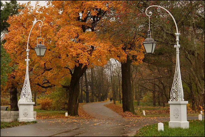 В старом парке есть кленовая аллея. Кленовая аллея Санкт-Петербург. Питер. Ноябрь Екатерининский сквер фонари. Аллея Санкт Петербург старый парк. Парк Царицыно скамейки.