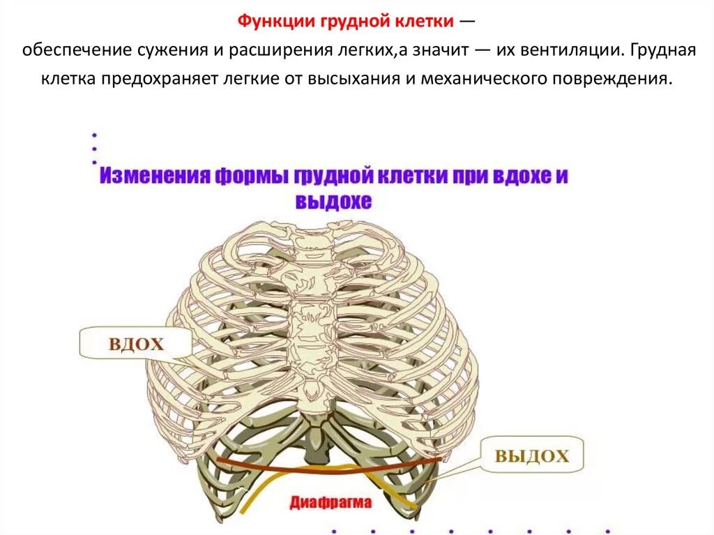 Какое строение грудной клетки. Строение и функции грудной клетки. Грудная клетка особенности строения и функции. Кости грудной клетки, функции грудной клетки.. Строение и функции грудины кости.