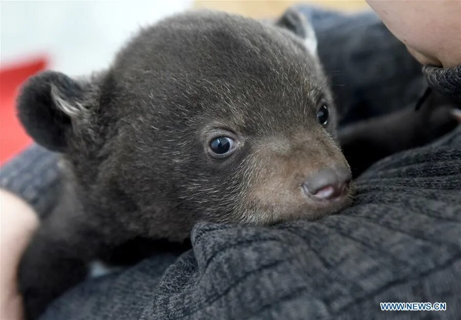 новорожденные медвежата. фото новорожденных медвежат. гималайский медведь детеныш новорожденный. новорожденные медвежата. новорожденные медвежата.