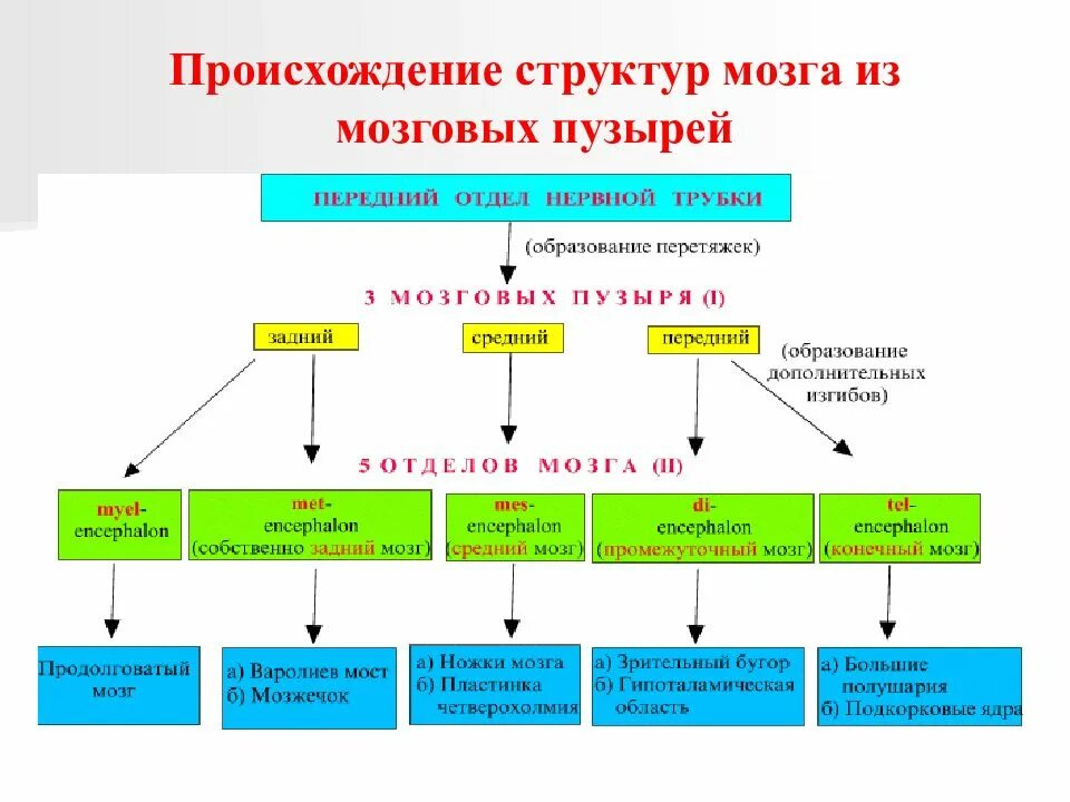 В какой последовательности происходит формирование. Формирование нервной системы в онтогенезе. онтогенез нервной системы периоды развития. этапы формирования нервной системы. схема развития нервной системы.