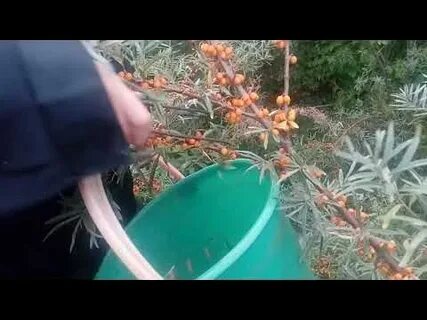 Как быстро собрать облепиху с веток видео