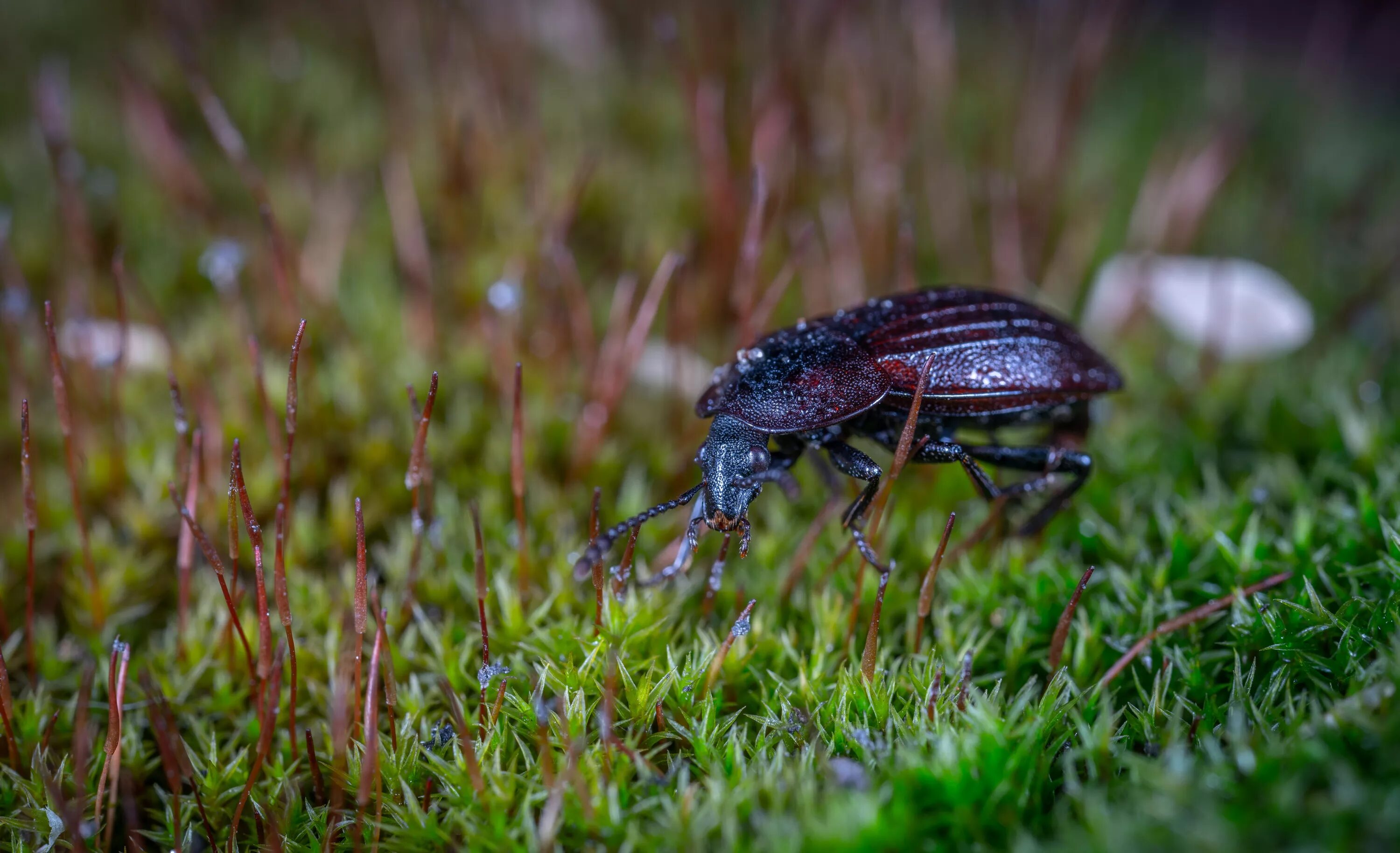 Grass bug