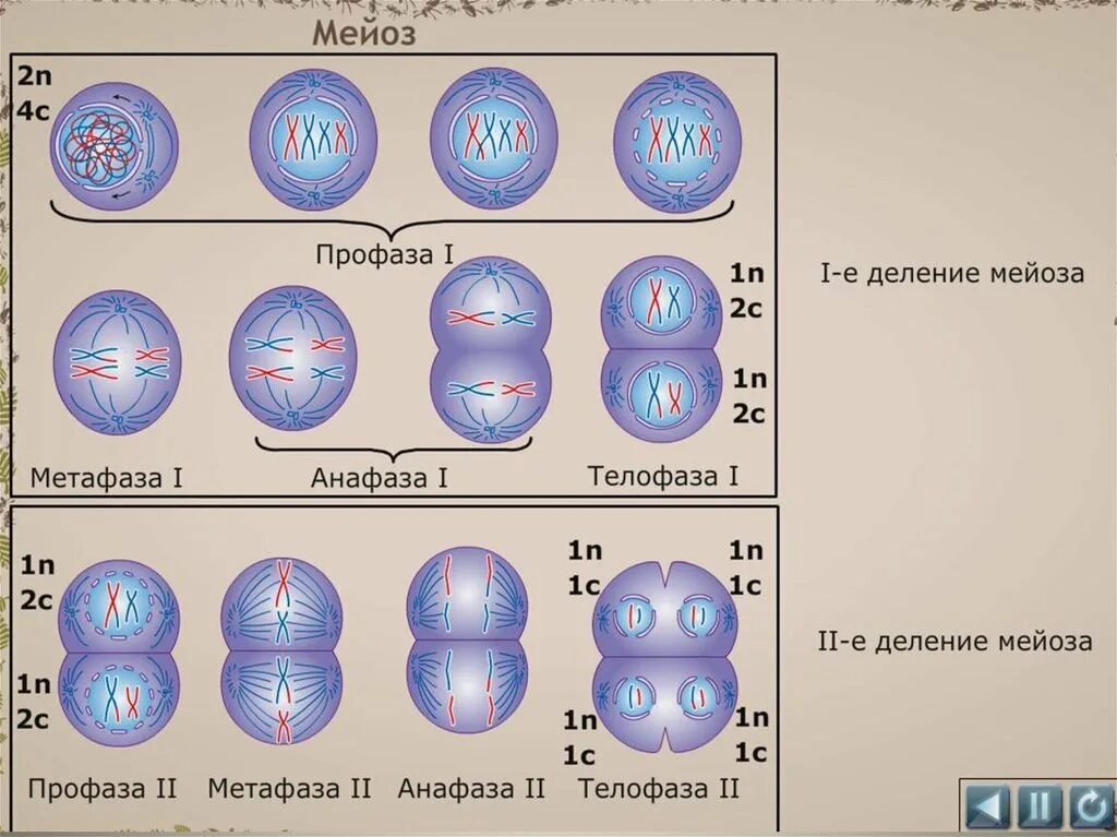 Выбери характеристики мейоза. 2 Деление мейоза схема. Второе деление мейоза схема. Фазы мейоза 1. Фазы 1 деления мейоза.