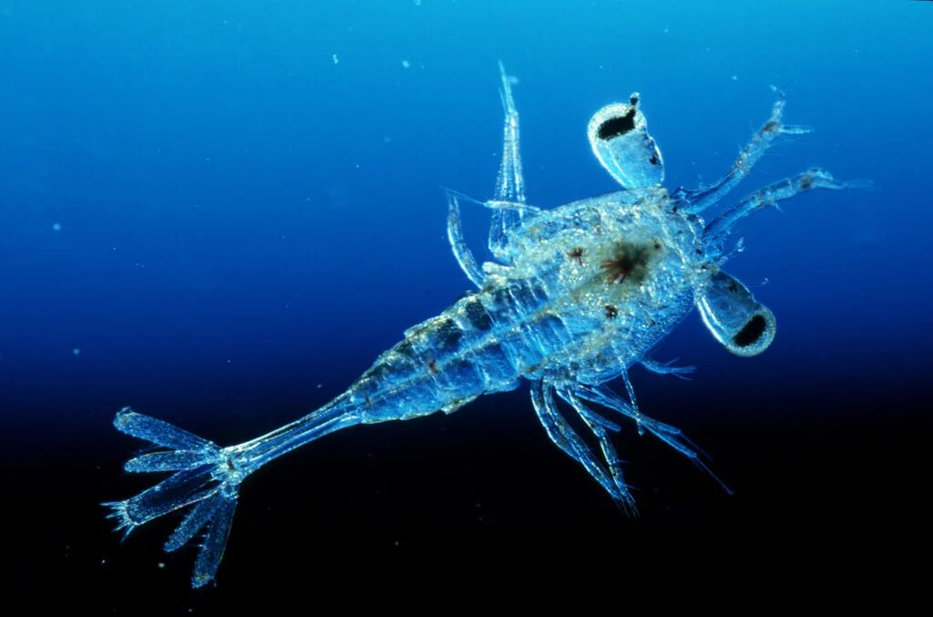 Зоопланктоны ракообразные. Морской планктон. Планктонные рачки. Планктон гидробионт.
