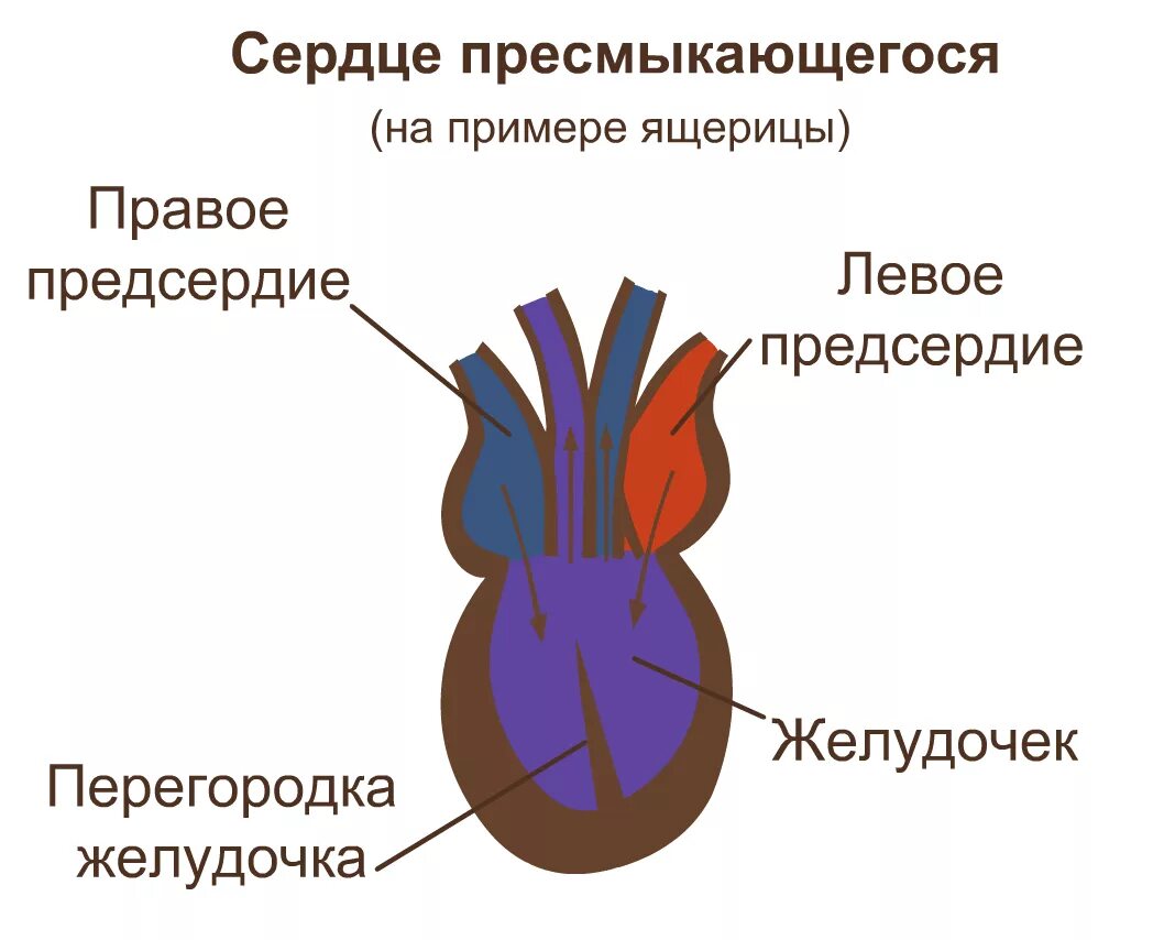 У ящерицы трехкамерное сердце