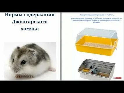 Хомяк джунгарик содержание