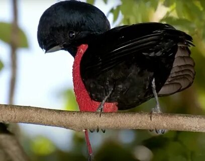 bare-necked-umbrellabird-4 - One Big Birdcage.