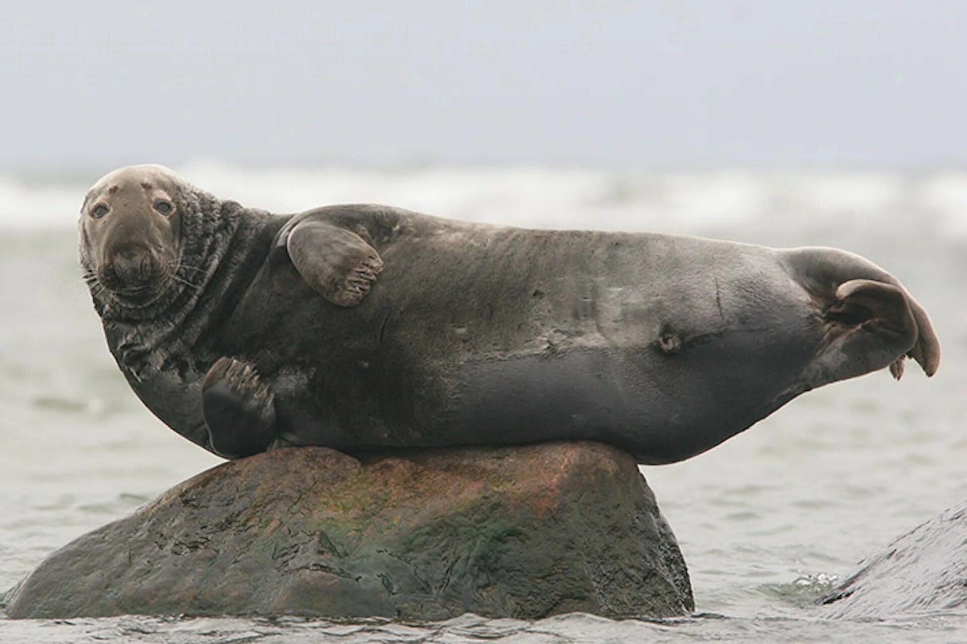The little seal is laughing at us. Тюлень Стейнегера. Морская свинья ластоногие. Животные Балтийского моря. Морская свинья тюлень.
