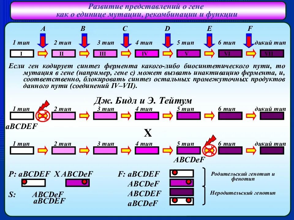 Единица мутации. Эволюция концепции гена. Генные хромосомные и геномные мутации. Единица мутации. Единица мутации.