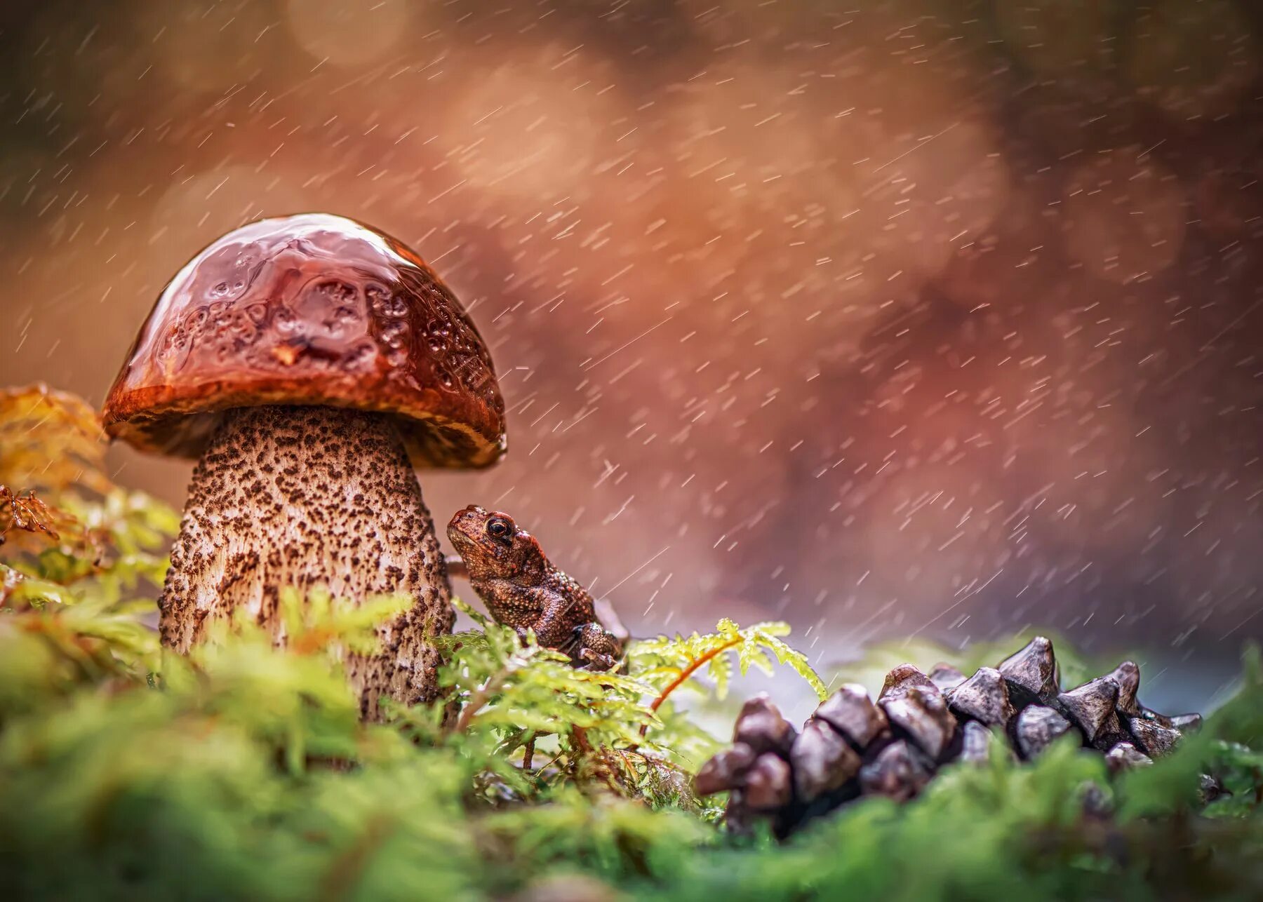 Дождя больше грибов. Грибной дождь. Грибы после дождя. Грибной дождь и грибы. Летний грибной дождь.