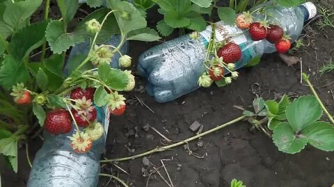 Урожайность мальвины клубники