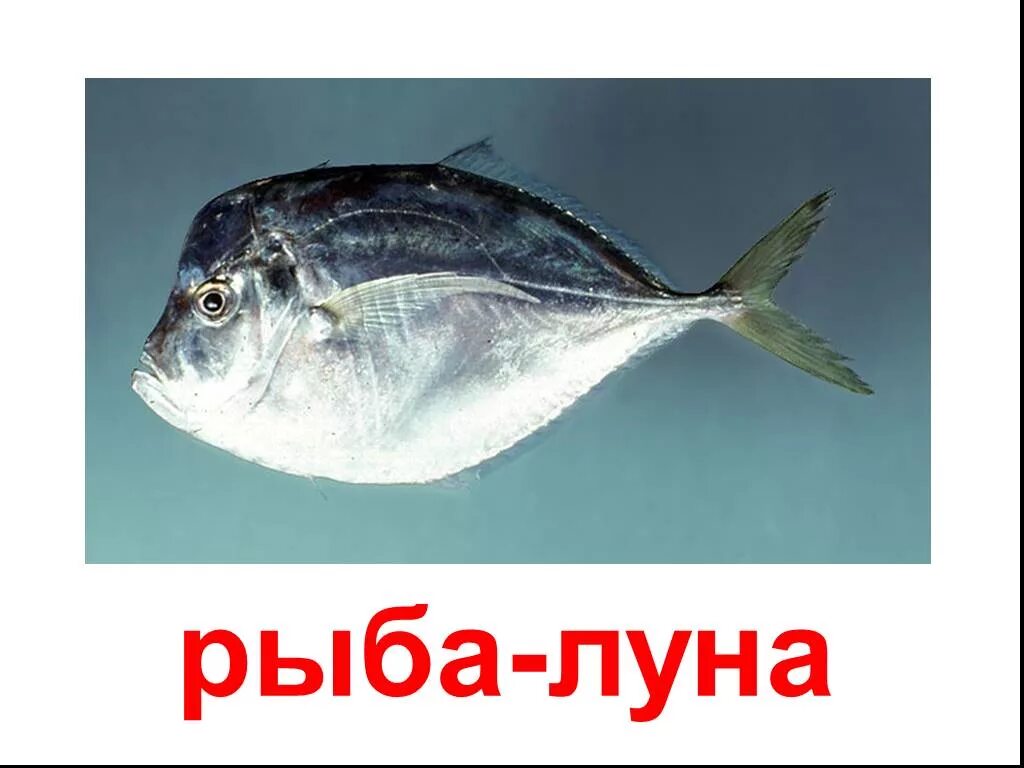 Морская рыба это какая