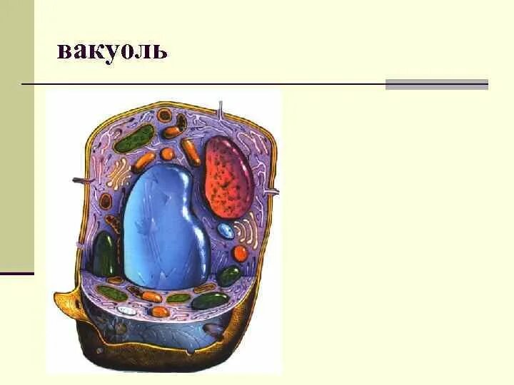 Вакуоль растительной клетки биология. Вакуоль это 6 класс. Органоиды клетки вакуоль. Центральная вакуоль растительной клетки. Вакуоль деление клеток