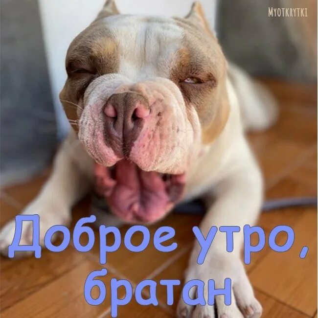 Доброе утро братан. Доброе утро братишка. открытки с добрым утром братишка прикольные. доброе утро брат. открытки с добрым утром братан.