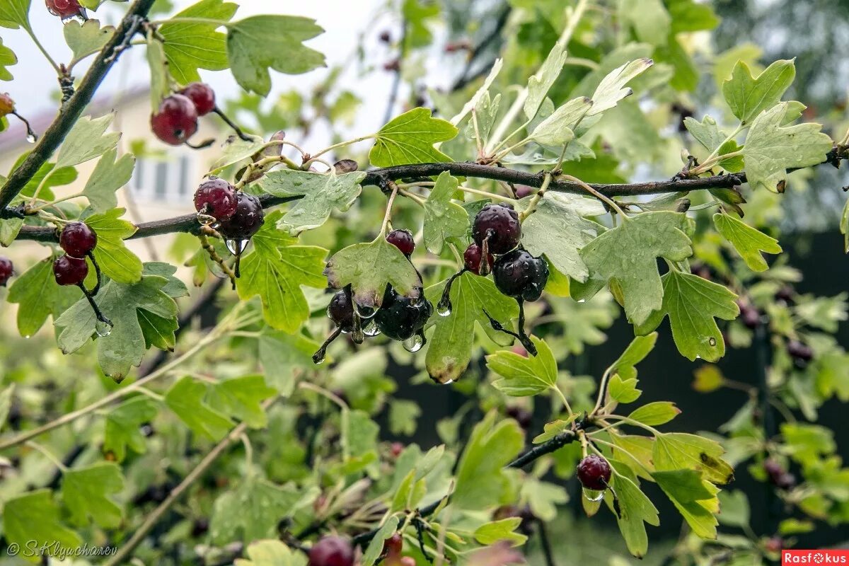 Фото йошты кустарника