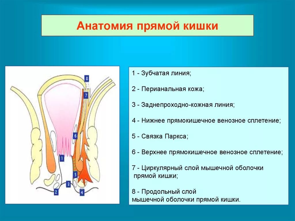 Что значит прямая кишка. Прямая кишка строение зубчатая линия. прямая кишка анатомия зубчатая линия. связка паркса прямой кишки. зубчатая линия прямой кишки.