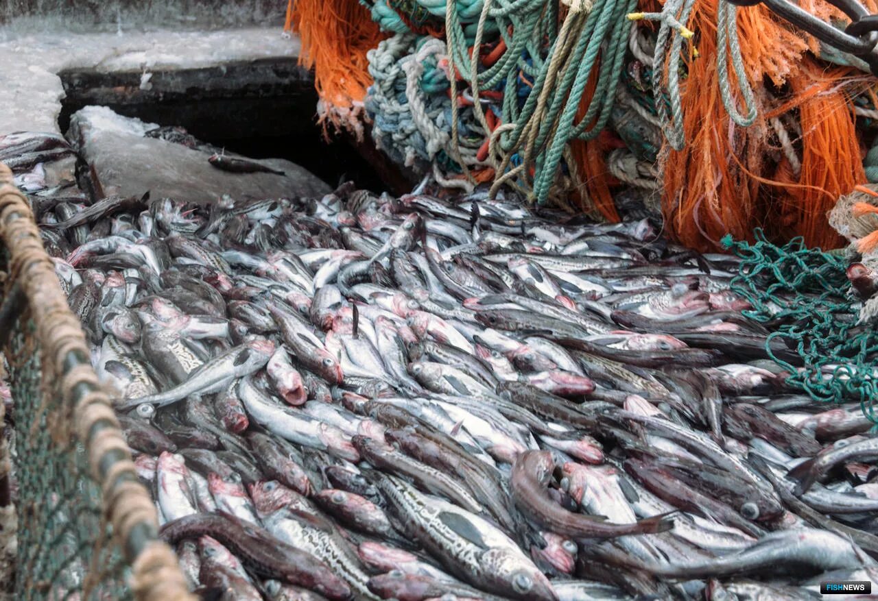 Охотское море рыбный промысел. Рыбный промысел в Беринговом море. Промысел минтая. Минтай Охотского моря. Улов ресурсы