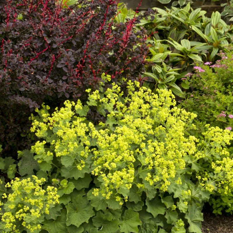 Манжетка цветок многолетник. Манжетка красночерешковая. манжетка alchemilla mollis. манжетка робустика. манжетка обыкновенная (alchemilla vulgaris).