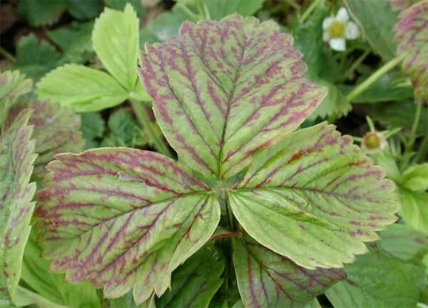 Атлас симптомов дефицита элементов питания у земляники садовой Plant leaves, Gar