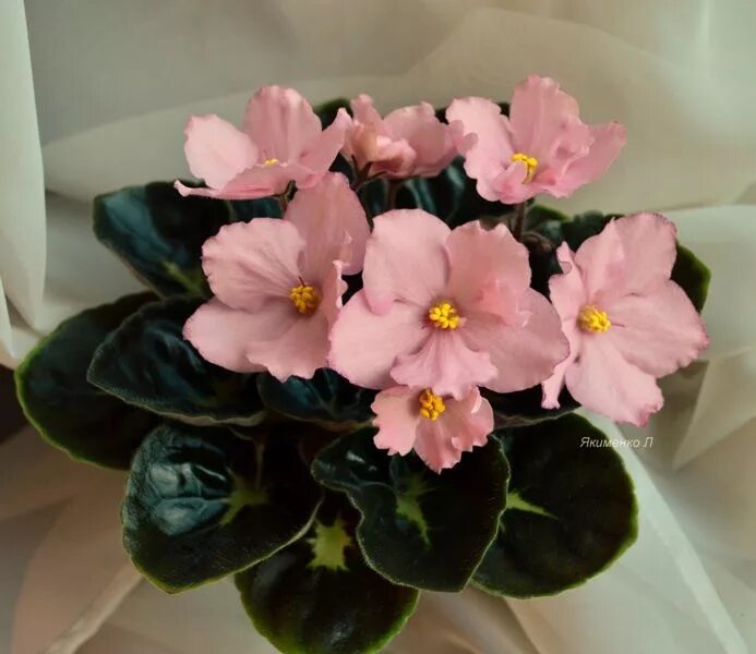 Ав абрикосовый пломбир фиалка. Фиалка dn абрикоска. Фиалка абрикосовый шифон. Фиалка ек абрикосовый шифон. Ав абрикосовый пломбир фиалка.