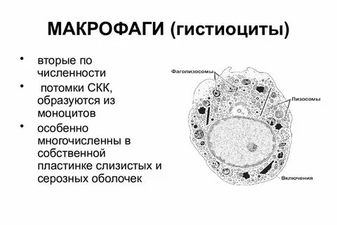 Плазмоциты макрофаги