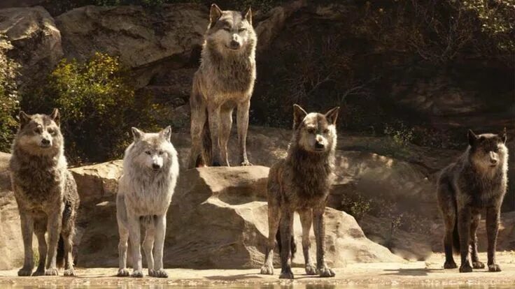 Pin by Night Owl on The Pack Twilight wolf, Twilight wolf pack, Twilight