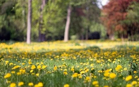 Картинки природы летам
