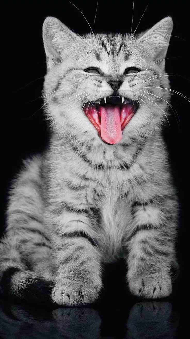 Котик на темном фоне. Я люблю смартфон. Открытка i love you. Прикольные смайлики. Да на телефон мне скачай.