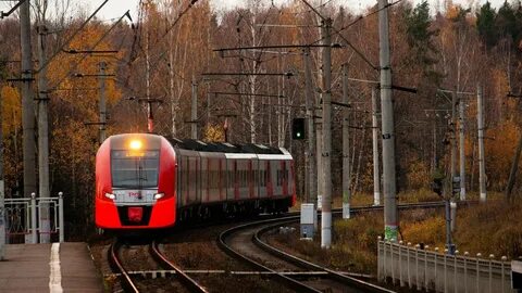 Птичьи имена поездов