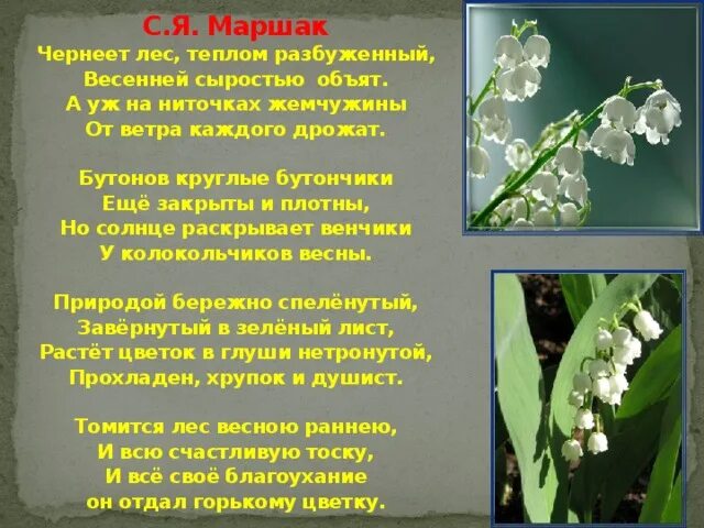 В одной легенде говорится об одном цветке. Иван суриков ярко солнце светит. Маршак ландыш. Стихи классиков о цветах леса. Ландыш маршак стихотворение.
