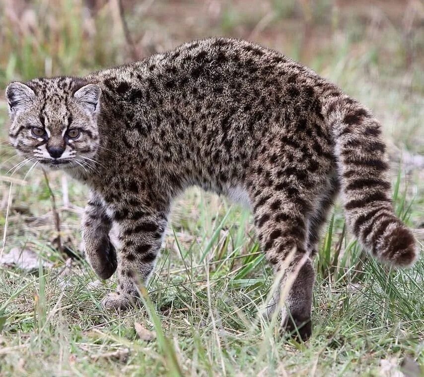 Чилийская кошка кодкод. Чилийская кошка кодкод. Чилийская кошка кодкод. Leopardus guigna. Чилийская кошка кодкод.