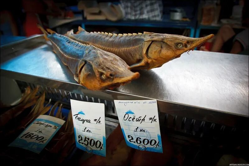 Стерлядка копченая. Белуга на иртыше. Самая дешевая рыба в магазине. Осетрина белуга прилавках. Живая рыба в магазине.