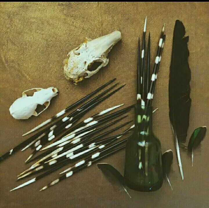 Porcupine quills. Игла дикобраза. Дикобраз отстреливает иглы. Гребенчатый дикобраз. Из игл дикобраза.