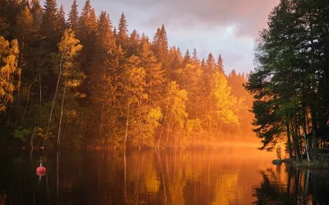 Forest 16