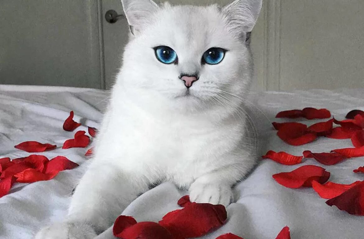 Самая красивая кошечка. Белая Британская шиншилла Коби. Британская шиншилла кобби кошка. Британская короткошёрстная кошка Коби. Шиншилла Пойнт Коби котенок.