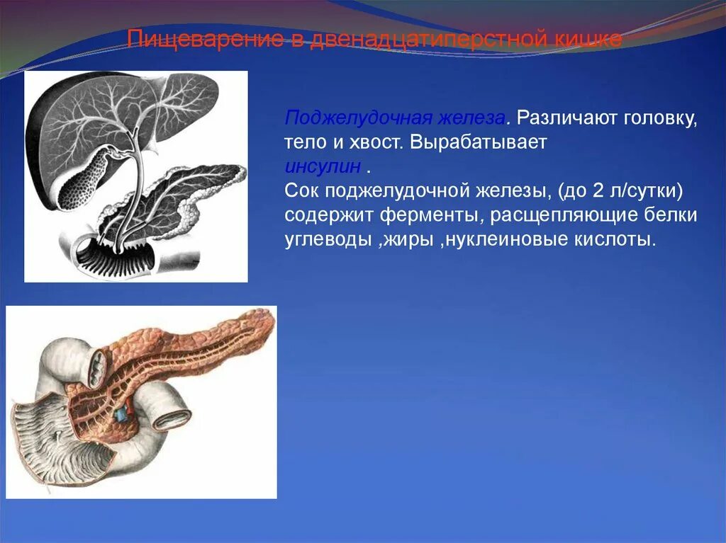 Панкреатический сок содержит. Хвост поджелудочной железы анатомия. Поджелудочная железа головка тело хвост. Поджелудочная железа вырабатывает панкреатический сок. Тело и хвост поджелудочной железы.