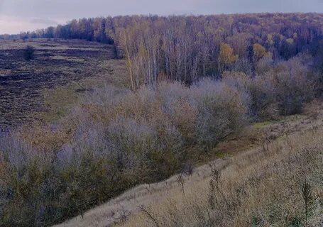 Вислая дубрава ульяновская
