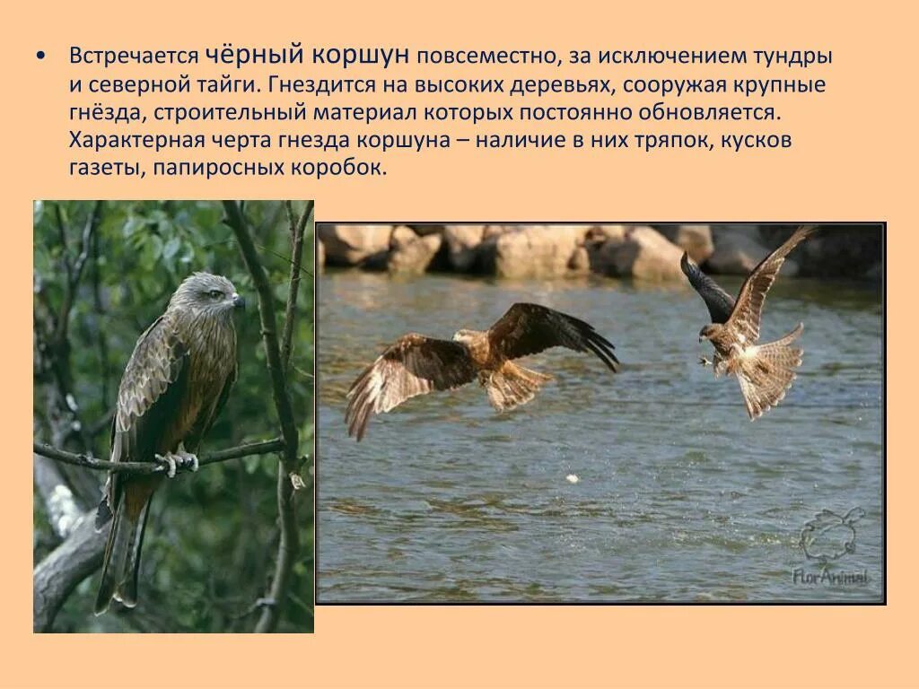 Прерывистый крик характерный для некоторых хищных