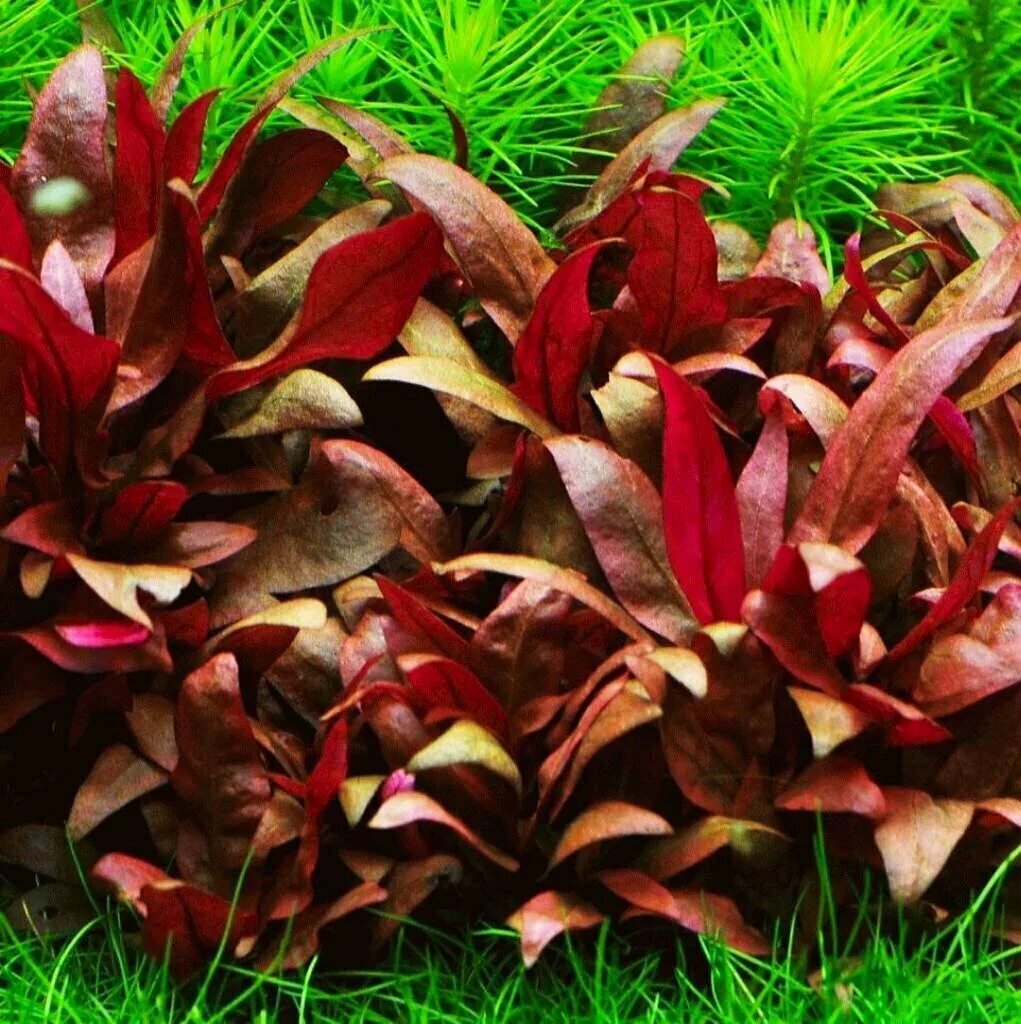 Аквариумное растение альтернантера. Альтернантера рейнеке. Альтернантера бетзикиана красная. Альтернантера лилацина alternanthera lilacina. Альтернантера рейнеке.