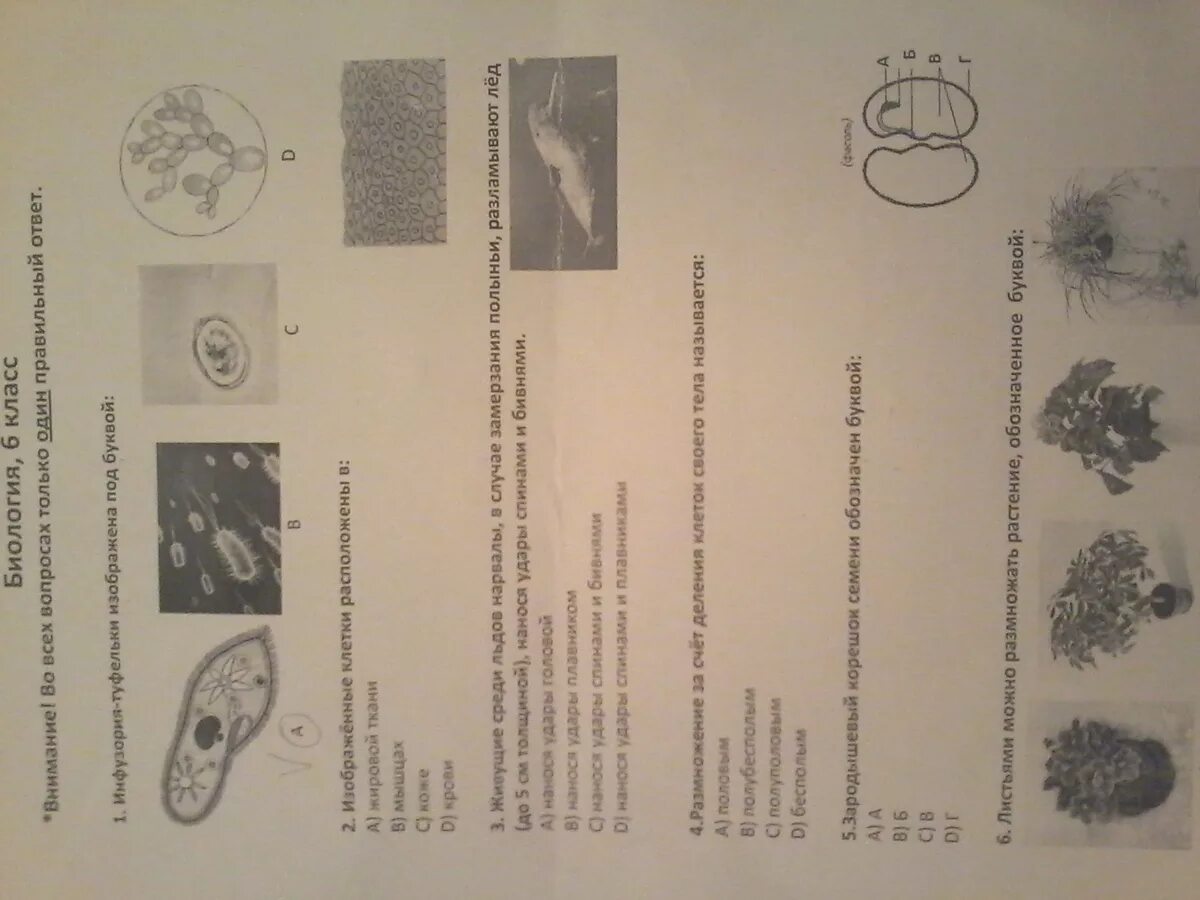 Тест по биологии 5 класс клетка и ткани. Тест по тканям и клетке. Тестирование по биологии 5 класс клетка. Тест клетка 6 класс биология.
