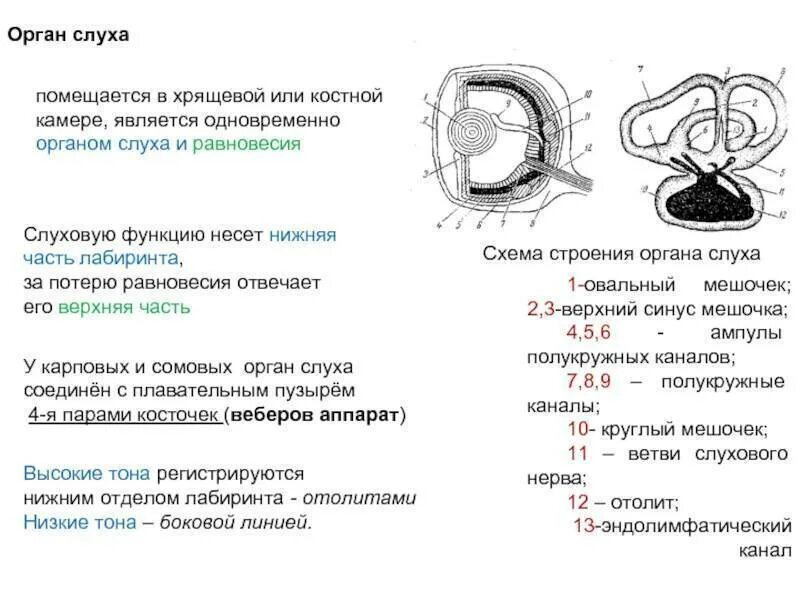 Строение органа слуха у рыб. Строение внутреннего уха рыбы. Орган слуха. Внутреннее ухо рыбы строение. Орган слуха у рыб ухо