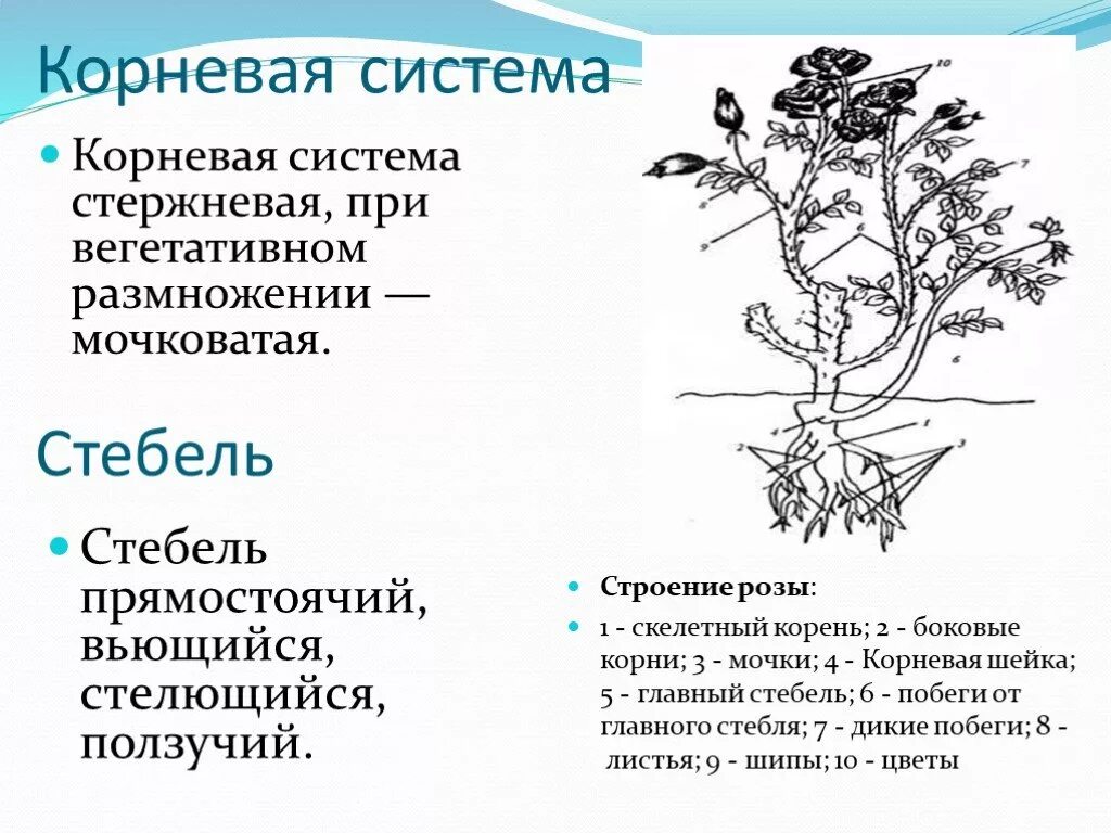 Семейство Розоцветные корневая система. Строение корневой системы шиповника. Корневая система шиповника.