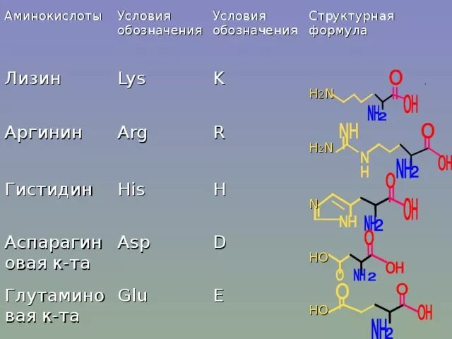 С этой аминокислоты начинается. Лизин аргинин гистидин. формула химического аминокислоты гистидина. гистидин аминокислота формула. аргинин формула аминокислоты структурная.