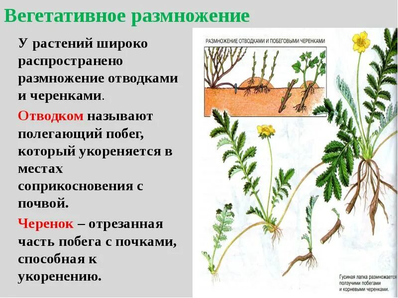 Что означает вегетативный. Вегетативное размножение схема. Размножение растений растений. Виды размножения растений. Растения которые размножаются вегетативным путем.