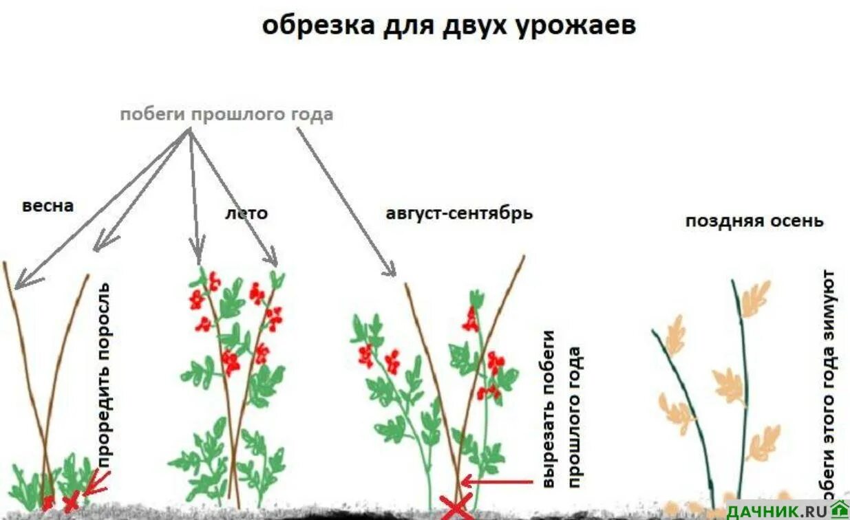 Обрезка ремонтантной малины весной как правильно. Обрезка ремонтантной малины осенью. Обрезка ремонтантной малины весной. Обрезать ремонтантную малину. Схема обрезания малины ремонтантной.