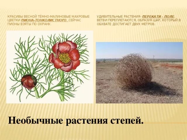 Какое растение имеет корни луковицы в степях. Какое растение имеет корни луковицы в степях